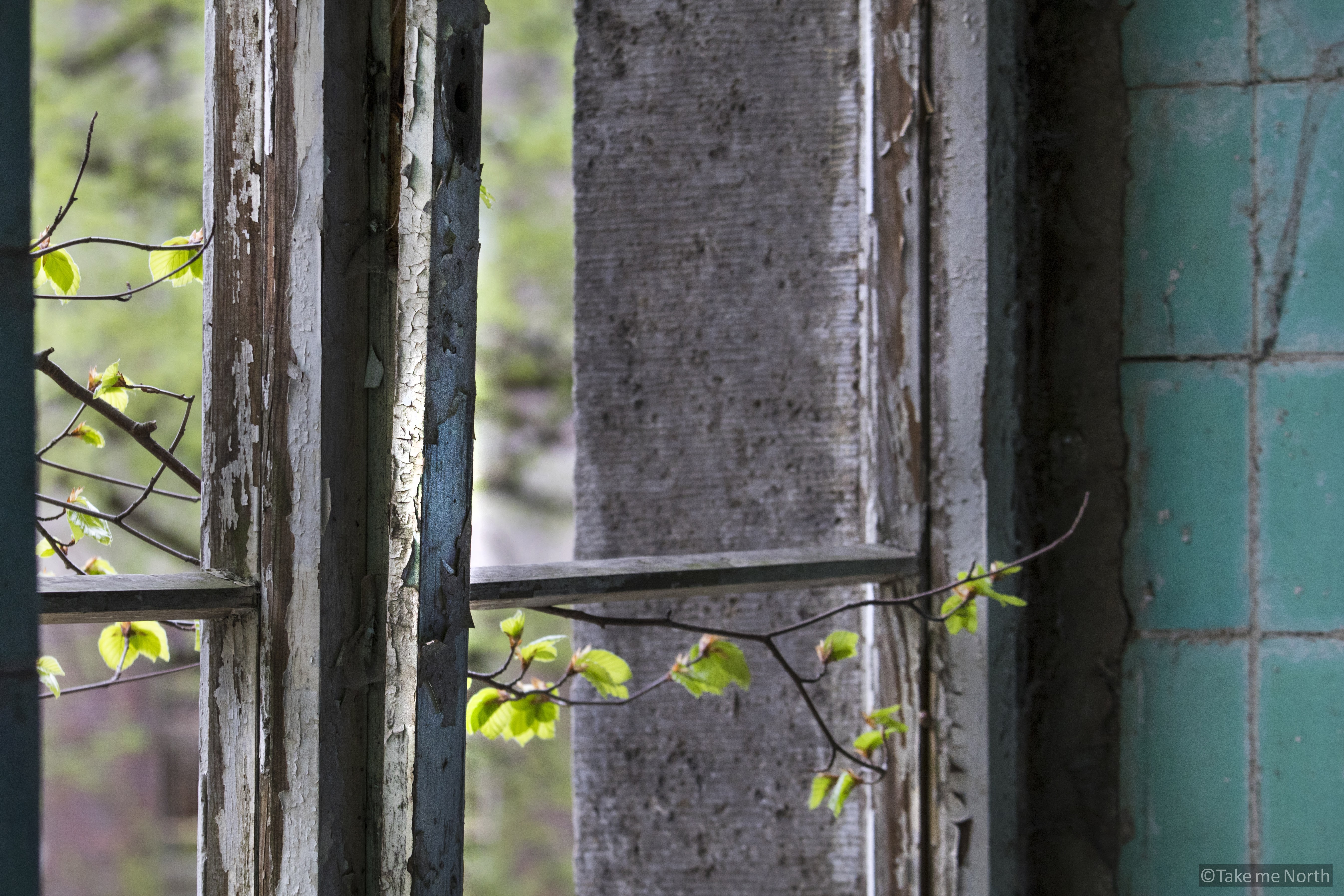 Nature reclaiming its grounds