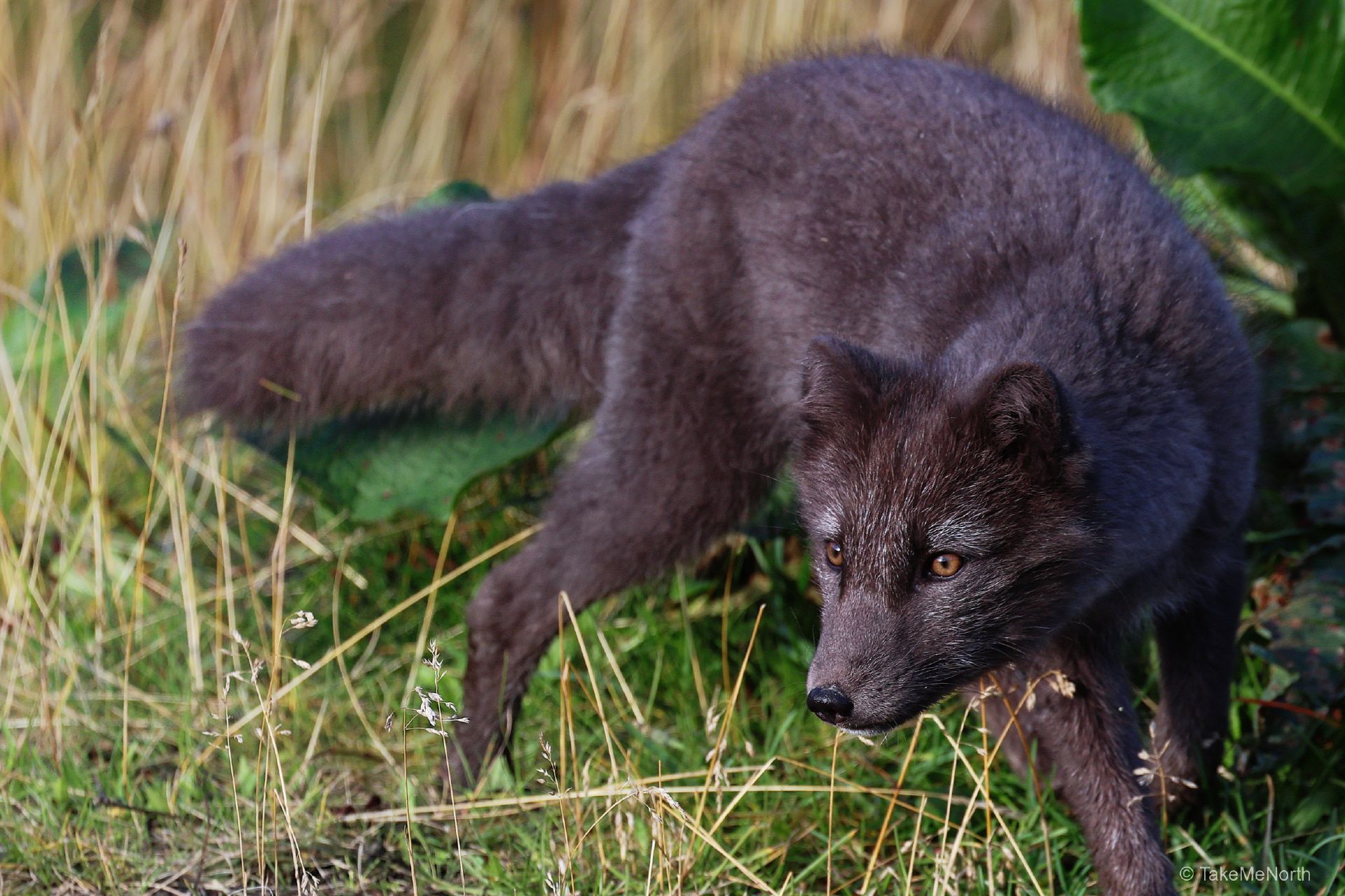 Iceland's Blue Fox: Between Folklore and Farmers