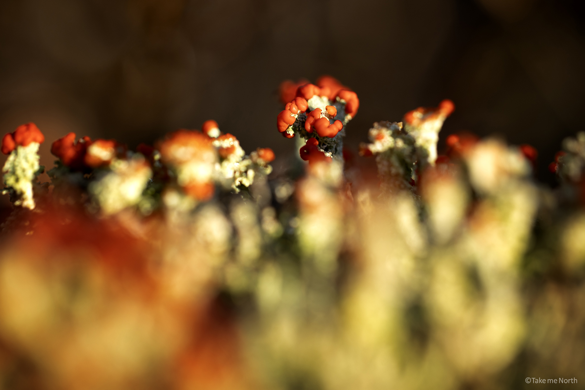 Cladonia cristatella (British soldier lichen)