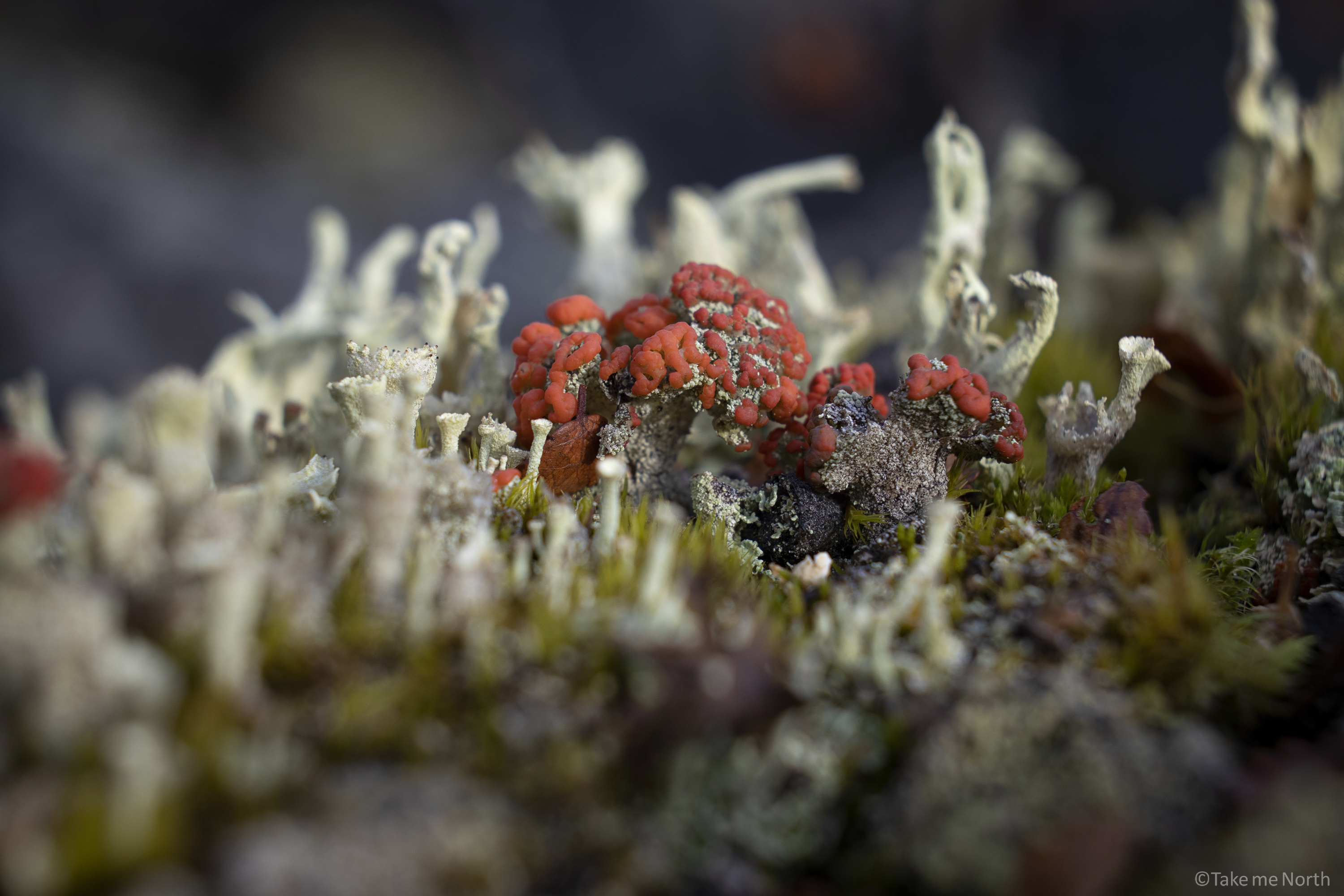 Various species of Cladonia