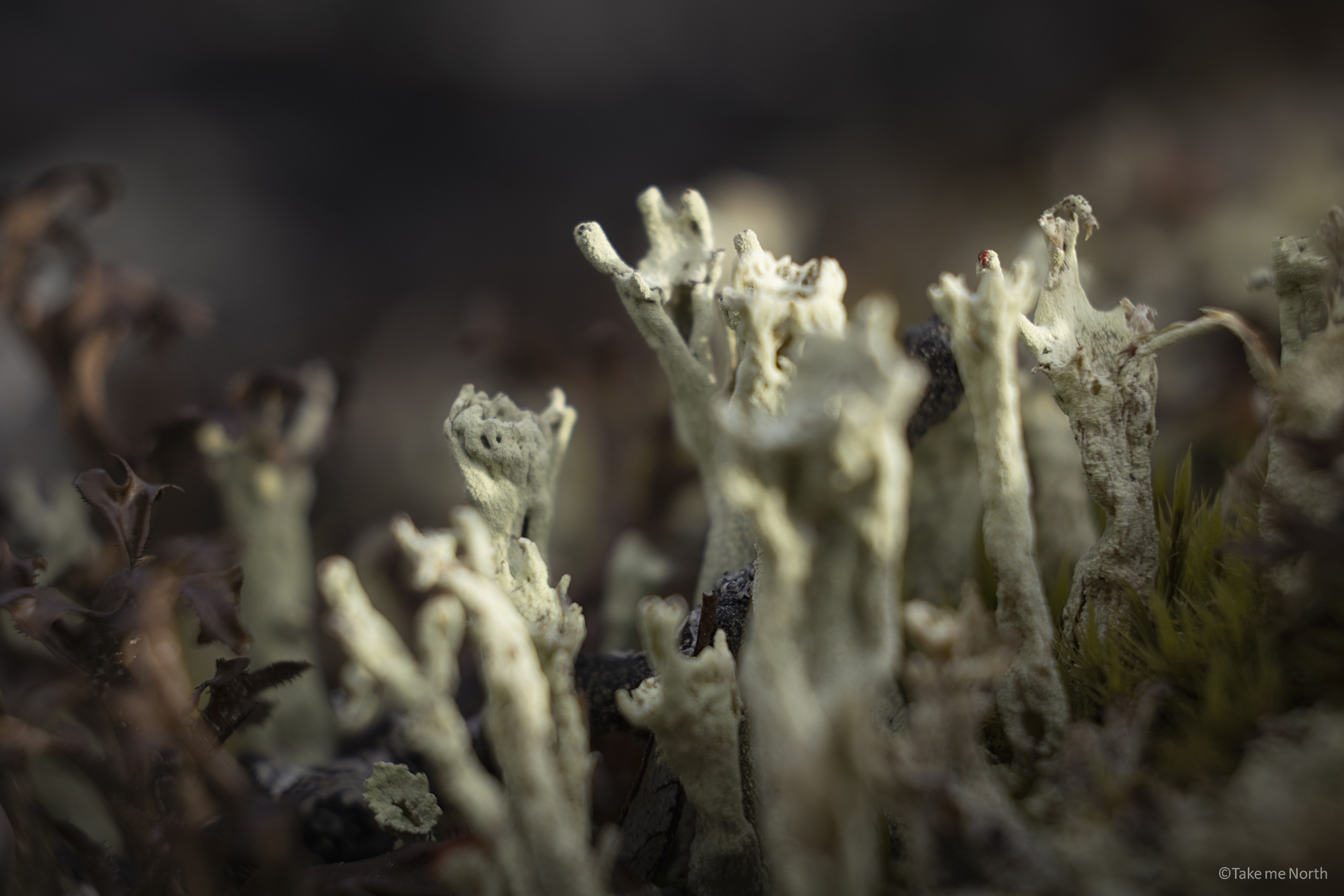 Cladonia Subulata (Antlered powderhorn).