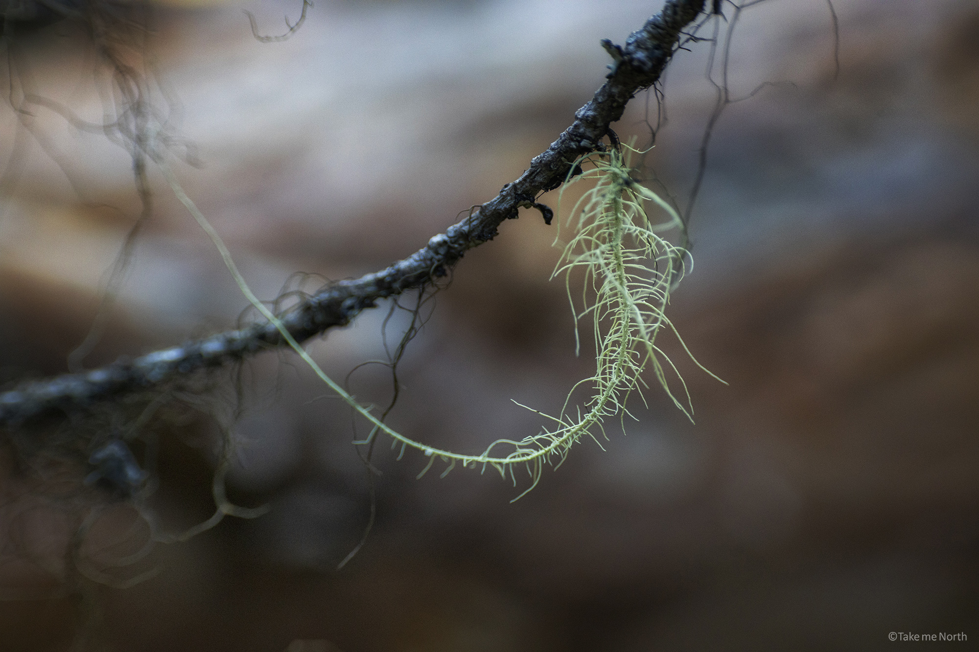 Usnea lapponica (Lapland beard lichen).