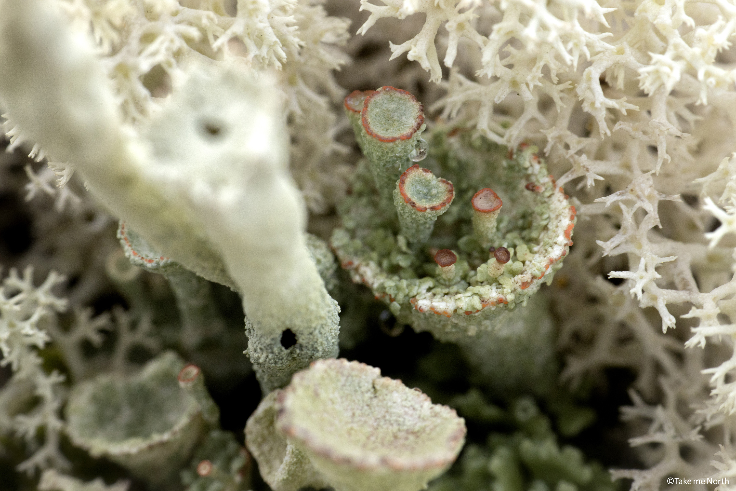Cladonia rangiferina (Reindeer lichen) en Cladonia asahinae (Pixie cup lichen).