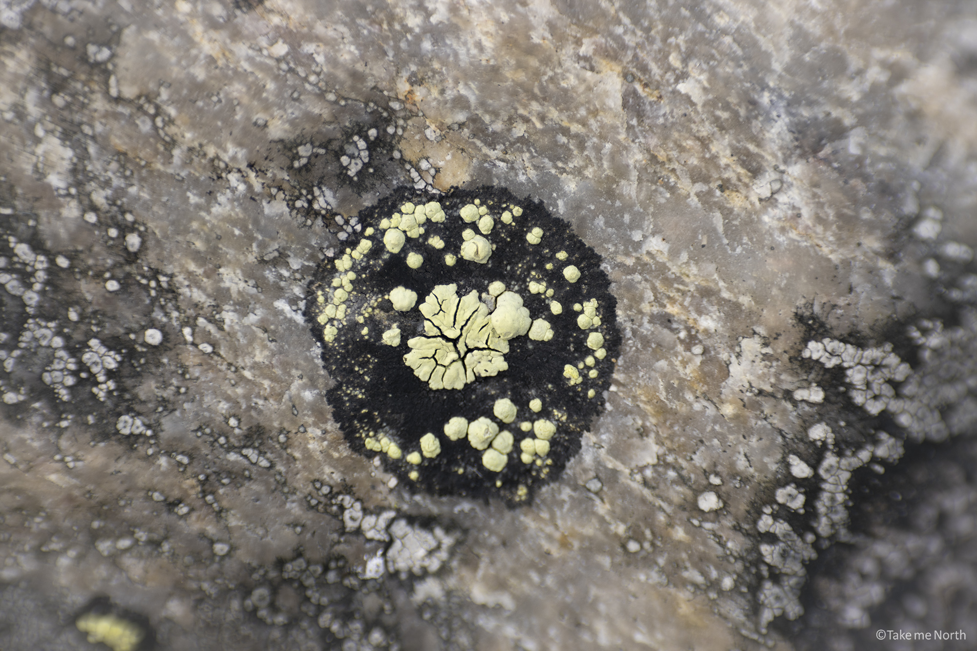 Example of a crustose lichen on a rock surface