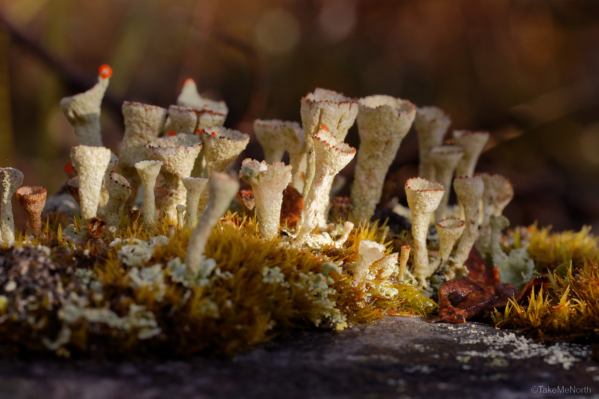 A group of Cladonia asahinae (Pixie cup lichens).