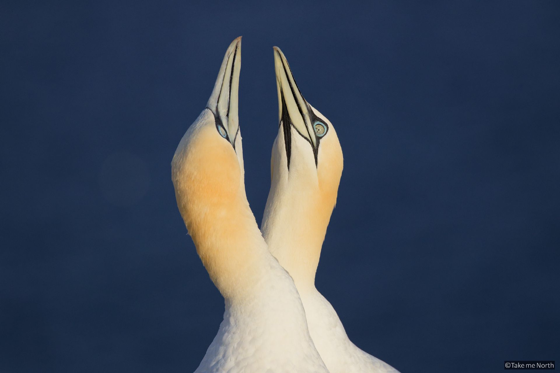 The gannet colony of Helgoland