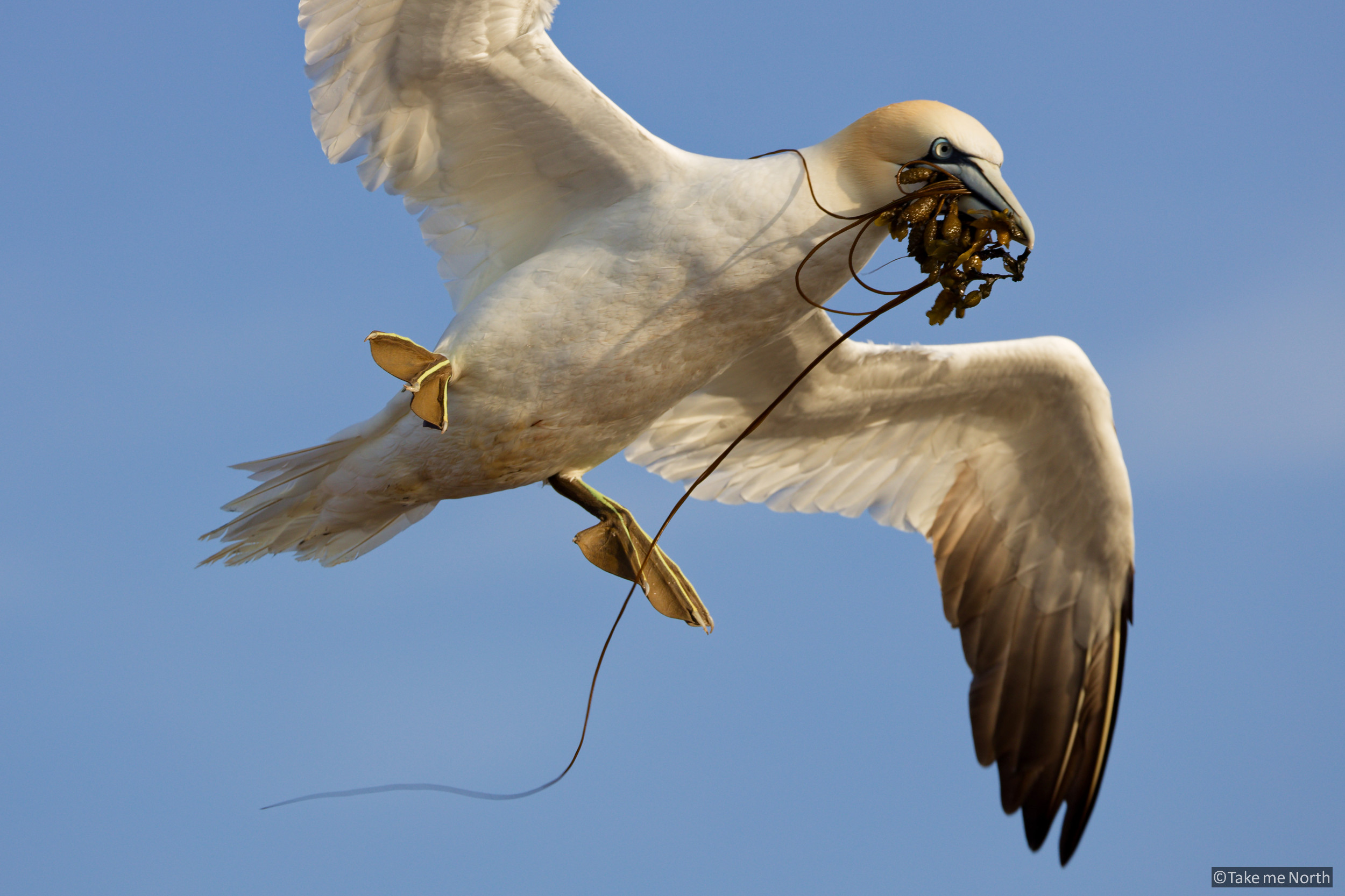 A gannet collecting kelp as a nesting material