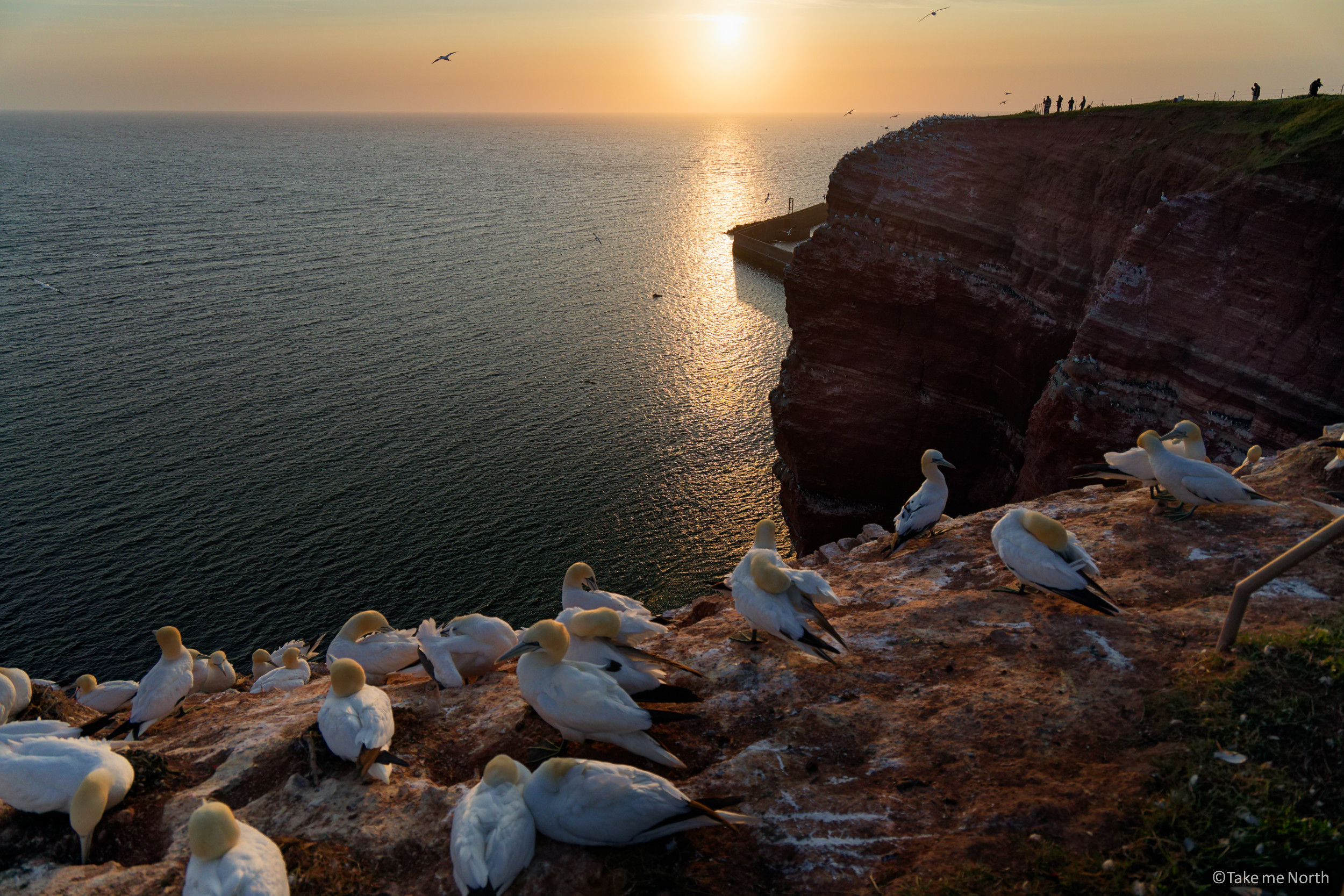 June sunset over gannet nests