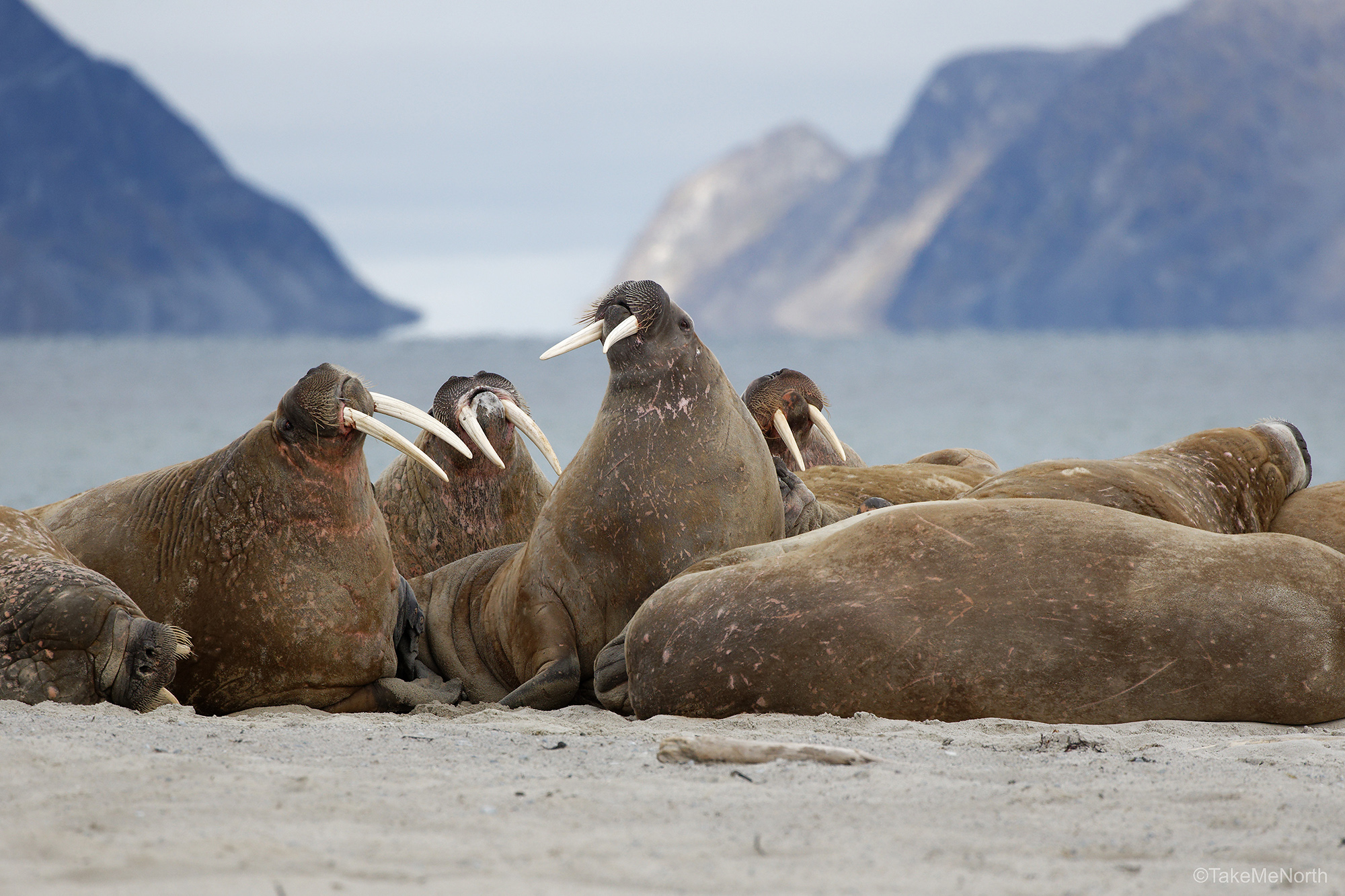 Walruses at Amsterdamøya beach.