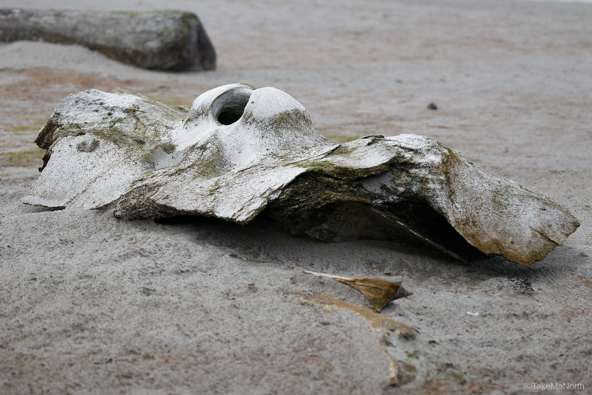 An ancient whale bone at Smeerenburg.