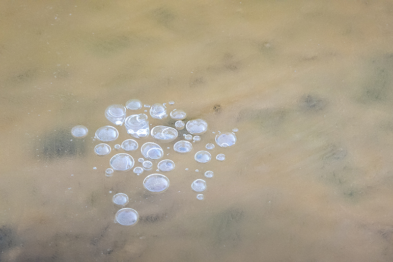 Coraholmen, Spitsbergen Air bubbles in a frozen puddle