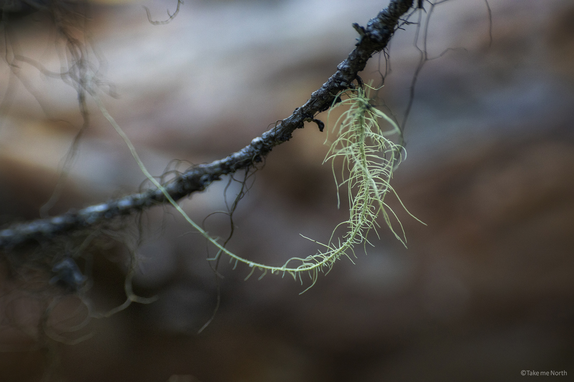 Usnea lapponica (Baardmos)