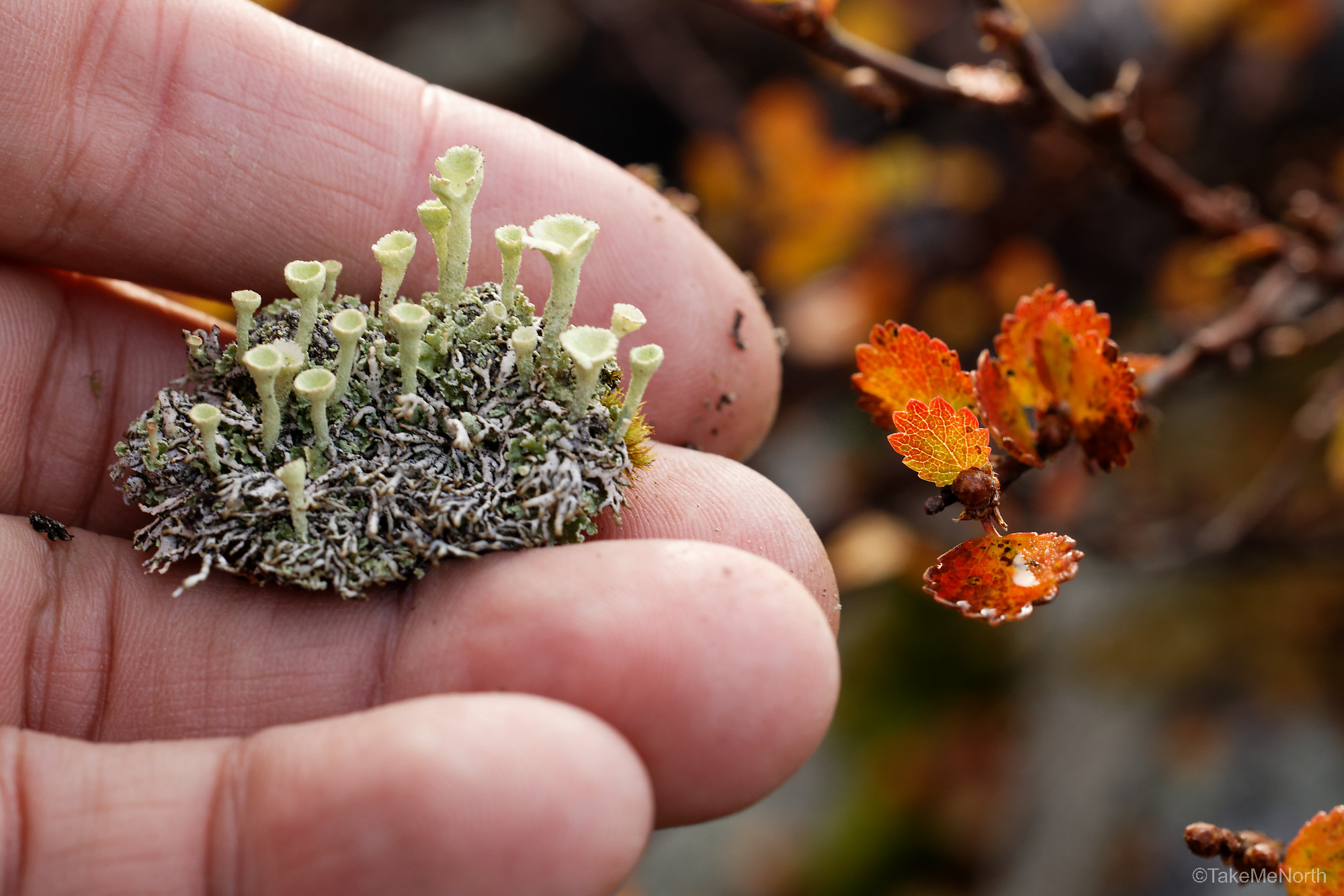 A group of pixie cup lichens that got detached from its substrate