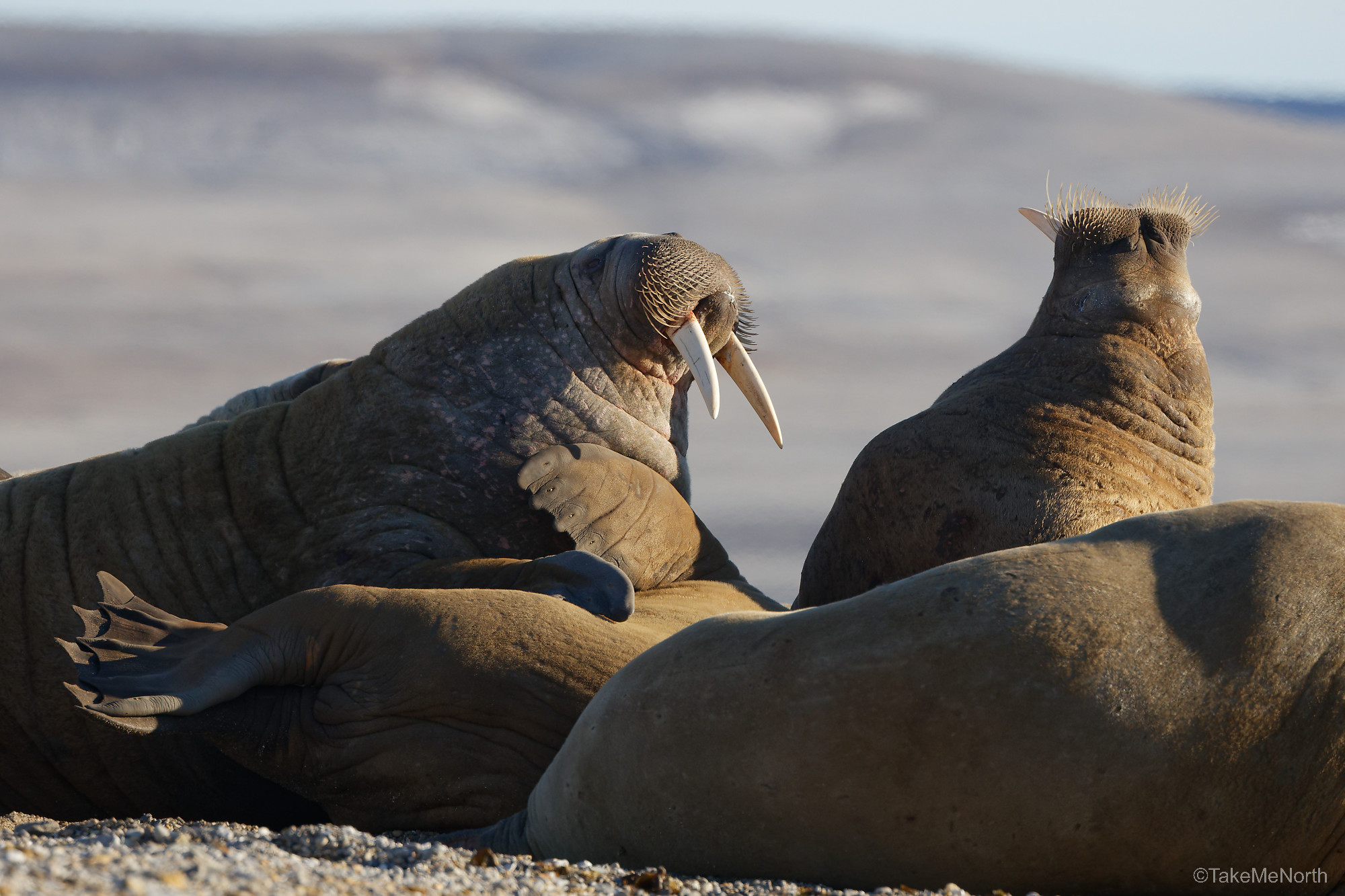 Bekvechtende walrussen in Palanderbukta