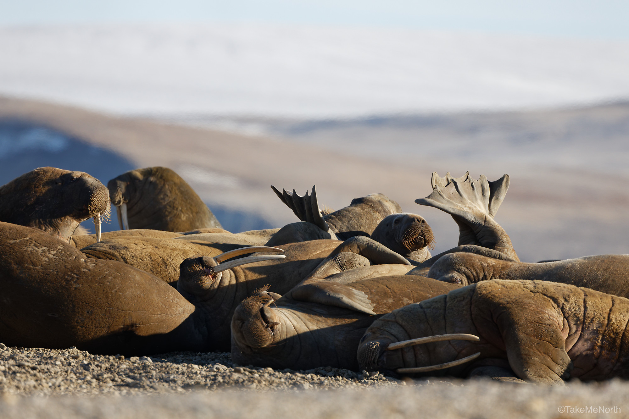 Een kudde walrussen bij Zeipelfjella, Palanderbukta