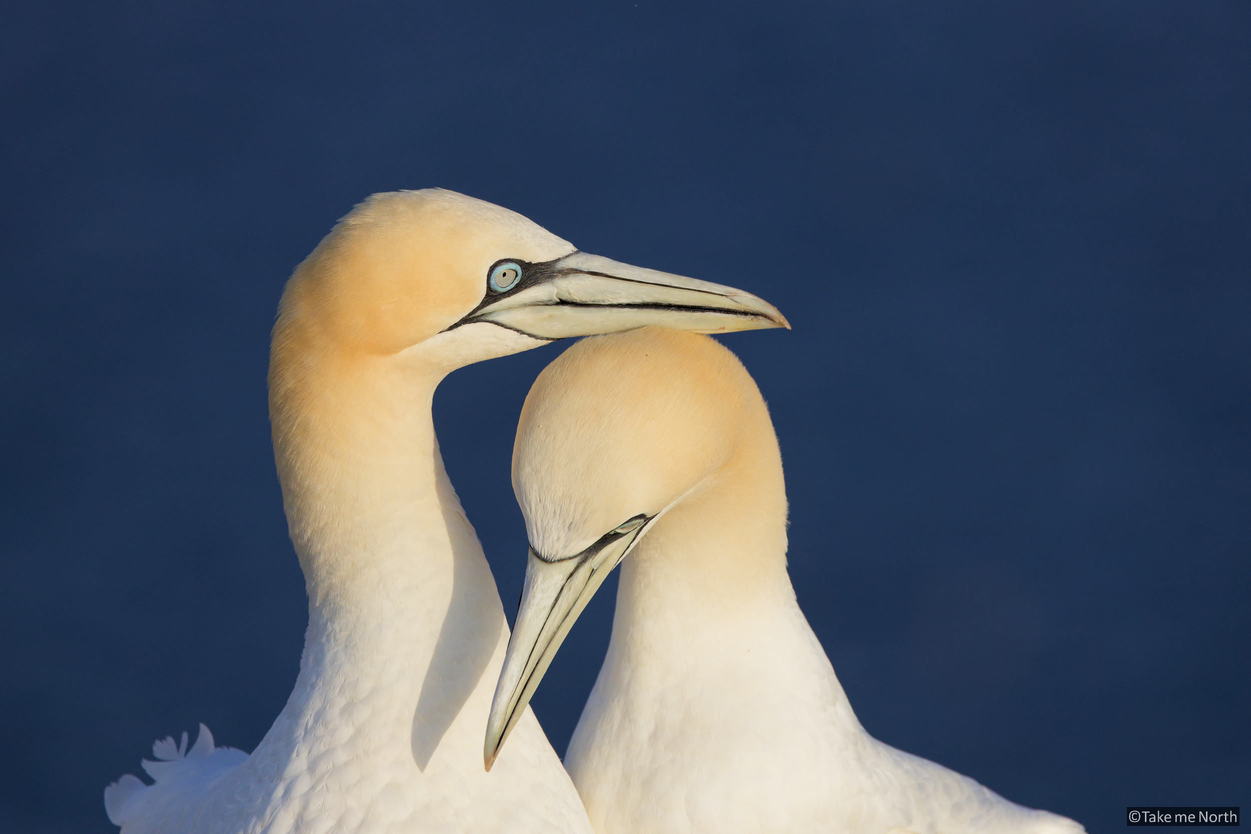 Wildlife